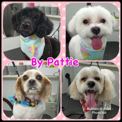 Bubble and shop bows dog grooming